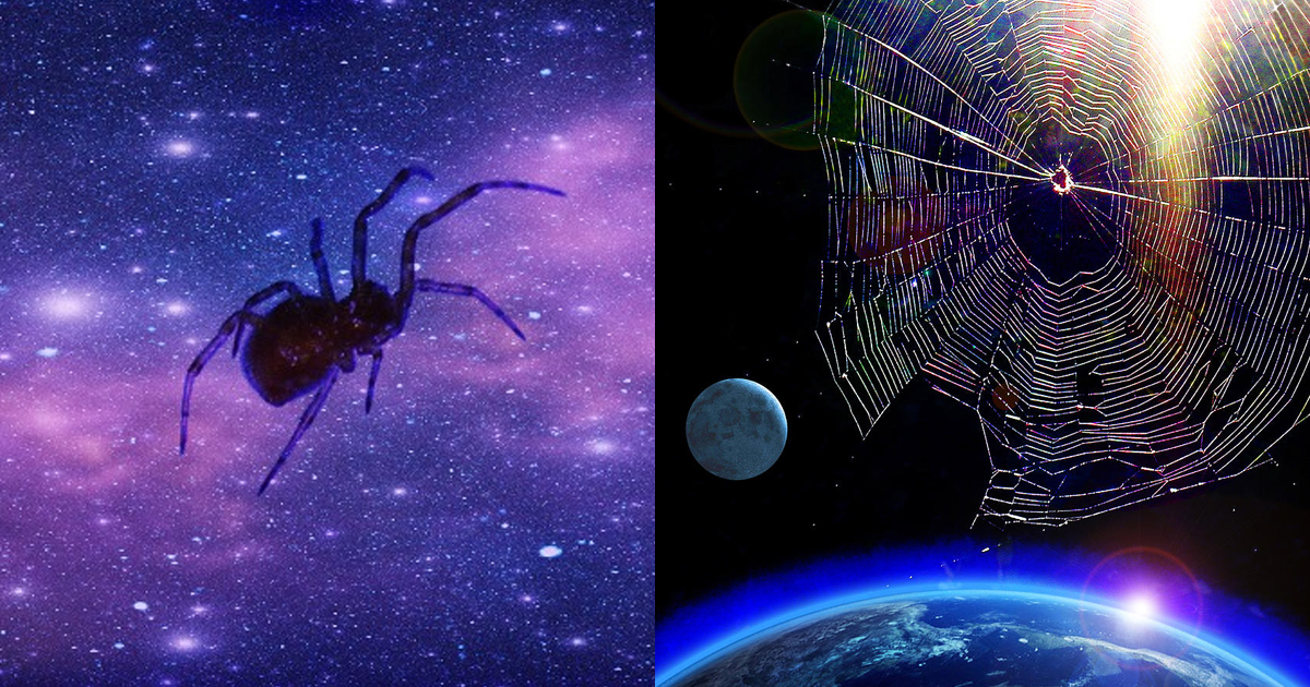 Did You Know That Nasa Is Sending Spiders To Space Extraterrestrial Blog
